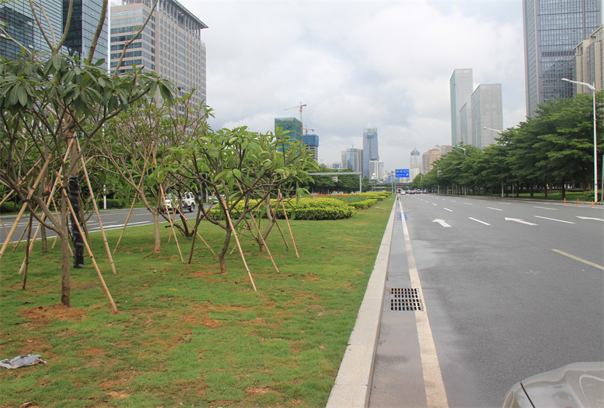 深圳市深南大道中央綠化帶提升工程