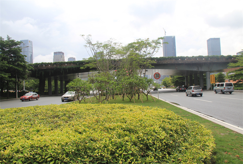 深圳市深南大道中央綠化帶提升工程